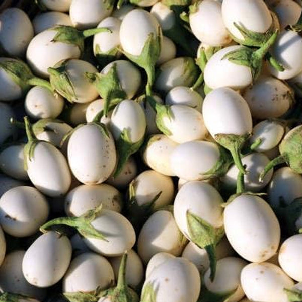 Fresh Eggplant Vegetable Seeds