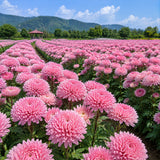 Bubblegum Pink China Aster (Callistephus chinensis) Seeds