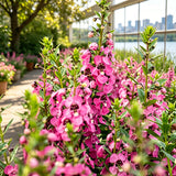 Pink Summer Snapdragon (Angelonia angustifolia) Seeds