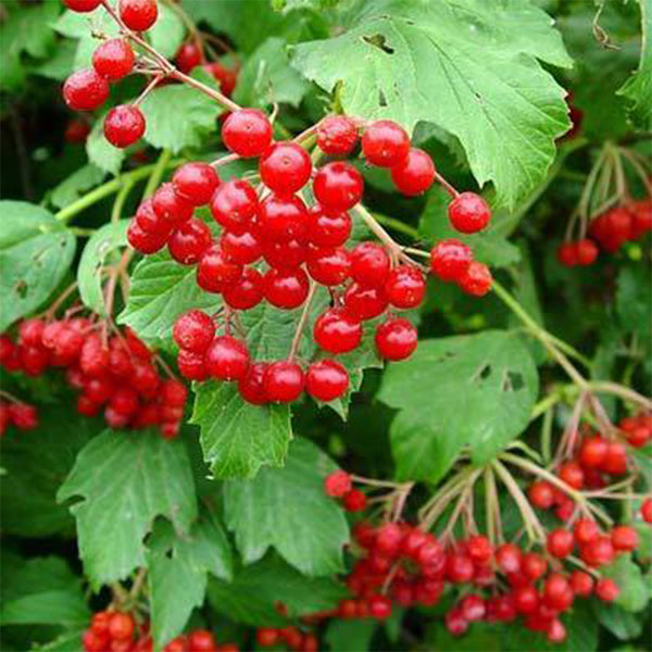 American Cranberry Seeds