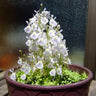 Utricularia sandersonii Seeds