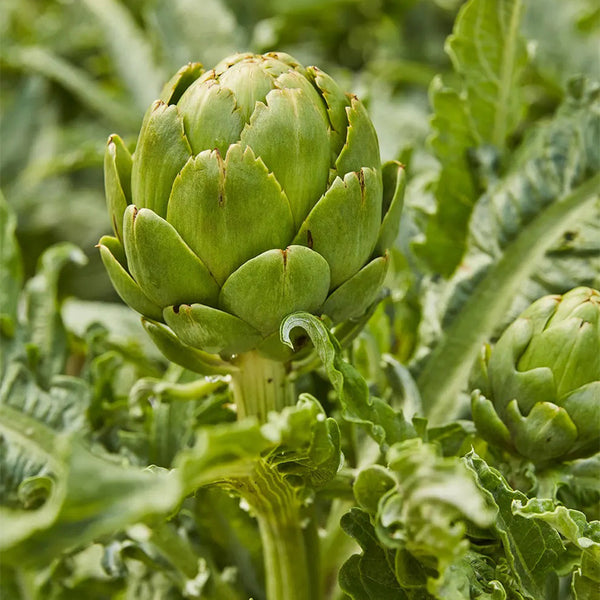 Alcachofa, Estrella Imperial