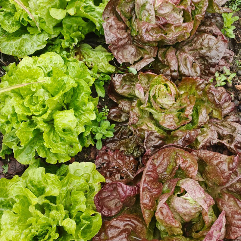 Deep Burgundy Butterhead Lettuce Seeds