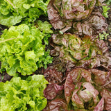 Deep Burgundy Butterhead Lettuce Seeds