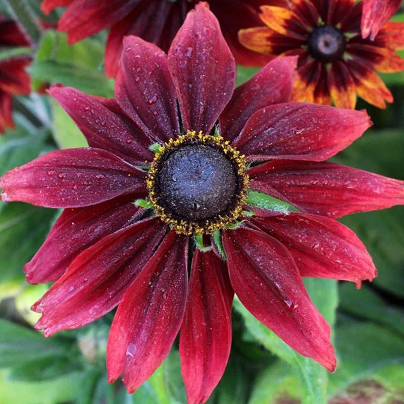 Cherry Red Black-Eyed Susan Seeds