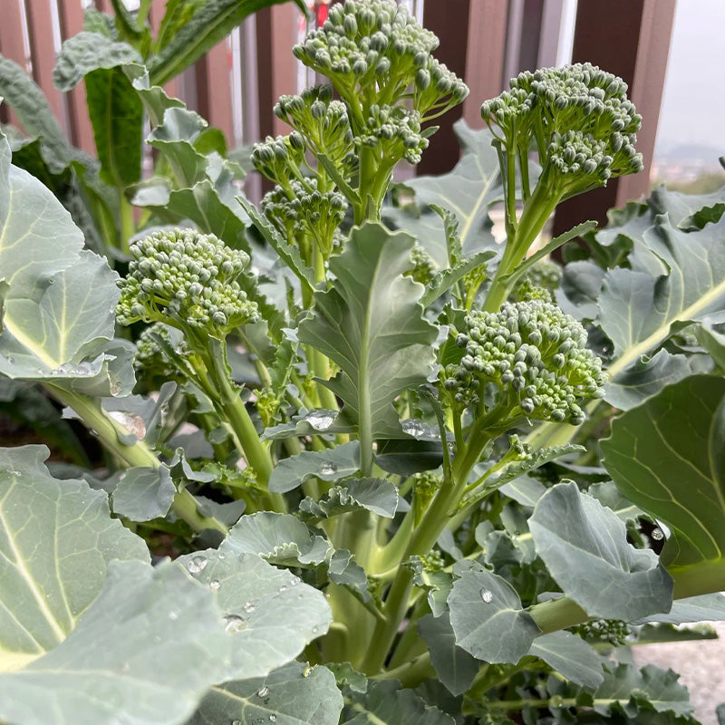 Heirloom Sprouting Broccoli Seeds