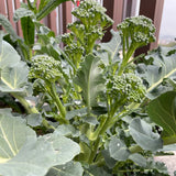 Heirloom Sprouting Broccoli Seeds