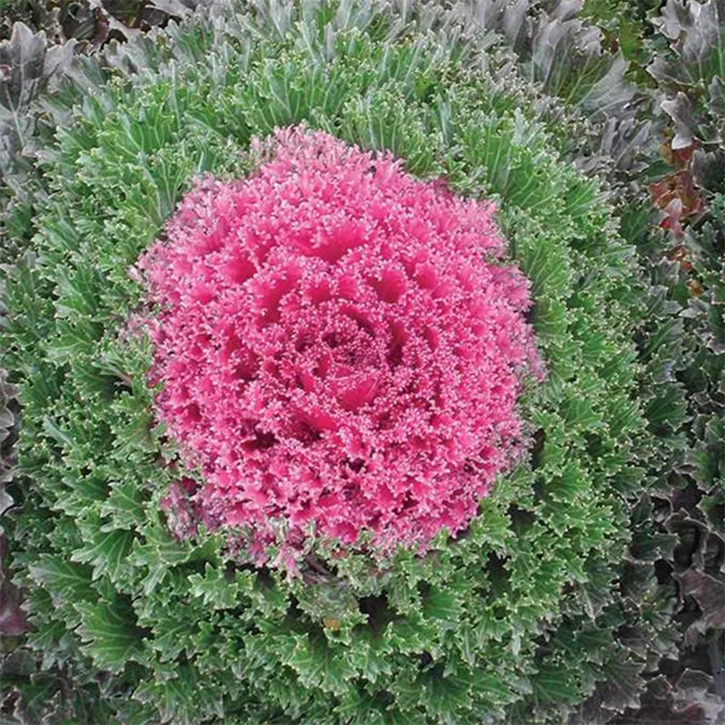 Green-Pink Collard Vegetable Seeds – Haiyiplants