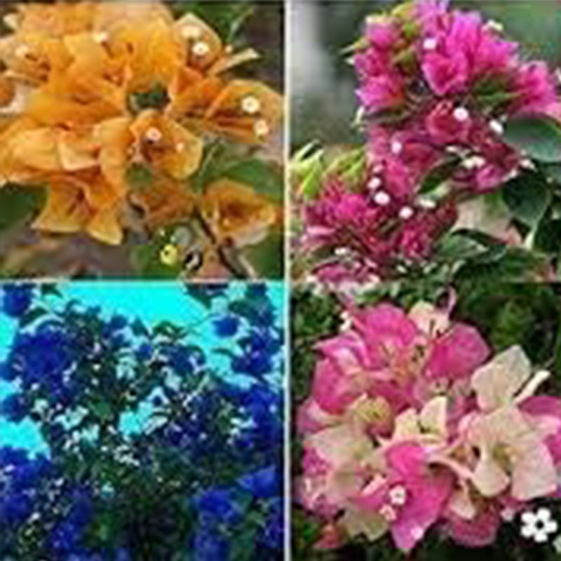 Mix Color Bougainvillea Flower Seeds
