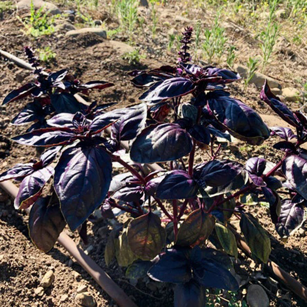 Albahaca morada mejorada con amatista