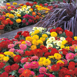 Dreamland™ Mix Hybrid Zinnia Seeds