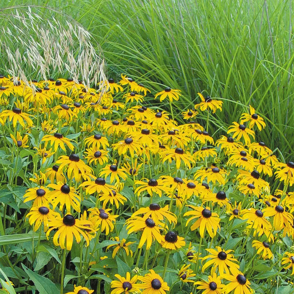 Rudbeckia, Goldsturm