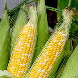Corn, On Deck Hybrid