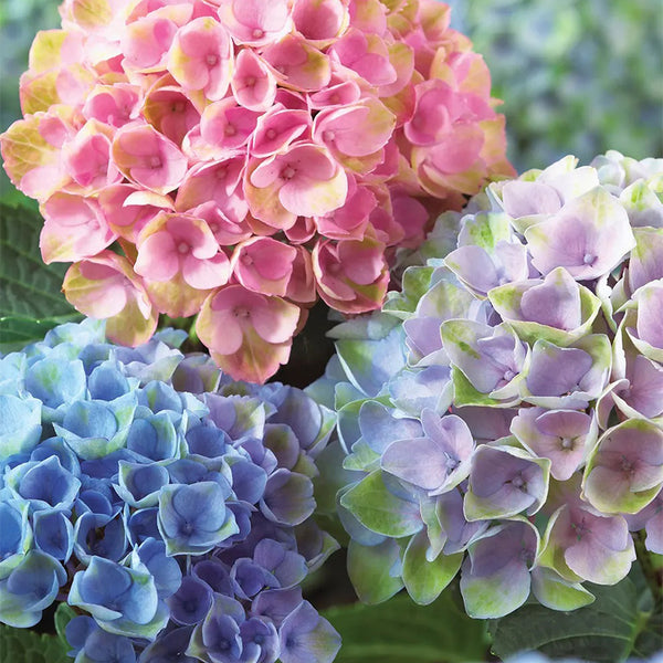 Hydrangea, Everlasting Revolution