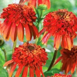 Echinacea ‘Hot Papaya’ Flower Rare Heirloom Fire Red Coneflower