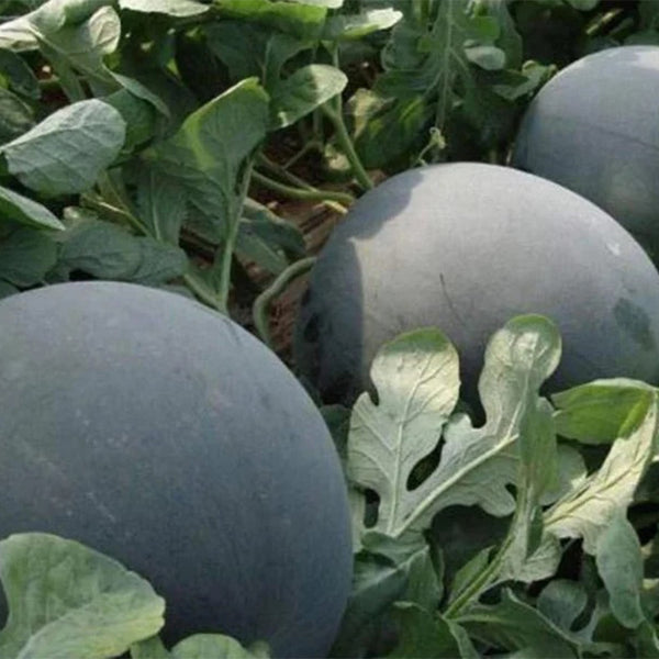 Black Diamond Watermelon Seeds - Grow Your Own  Food At Home!