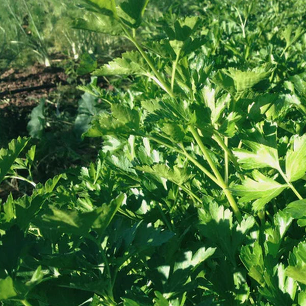 Giant of Italy Parsley