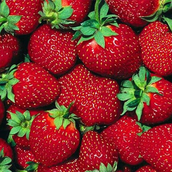 Plantas de raíz desnuda de fresas de producción continua de Fort Laramie: la fresa de producción continua más resistente