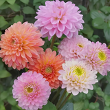 Dahlia Double Blend Rainbow Seeds