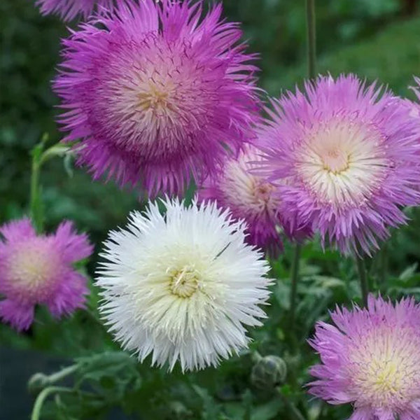 Cornflower Seeds - Imperialis Mix- Bachelor Buttons