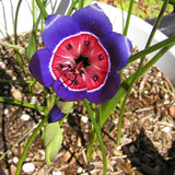 Radianes de Geissorhiza