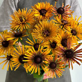 Quilled Spider Black-Eyed Susan Seeds
