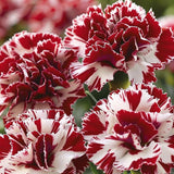 Burgundy & White Picotee Carnation Seeds