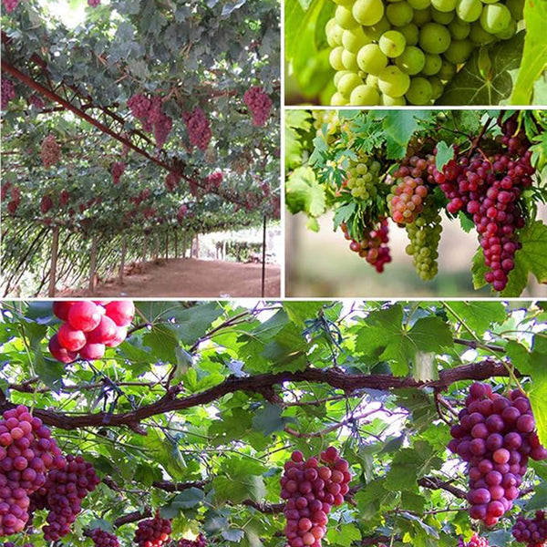 Semillas de uva Semillas de fruta de vid Planta de fruta Huerto casero Sin OGM