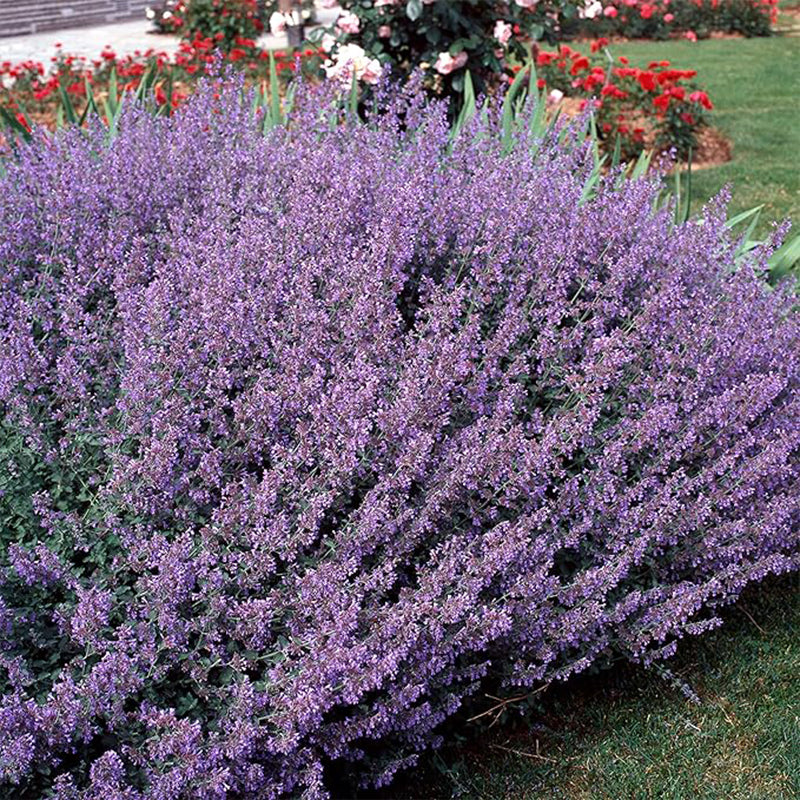Perennial Nepeta Mussinii Catmint Herb Garden Seeds for Planting