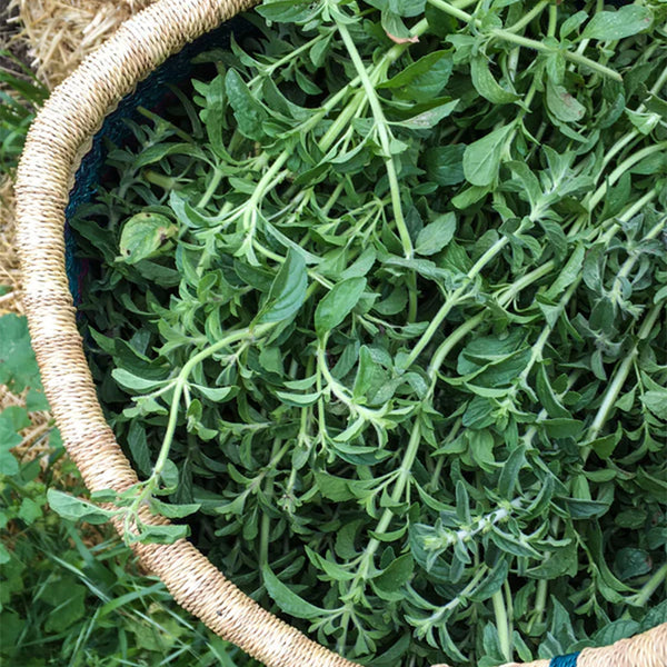 European Pennyroyal