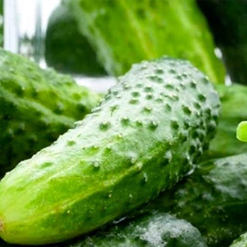 Boston Pickling Cucumber Seeds Non-GMO Fresh Garden Seeds
