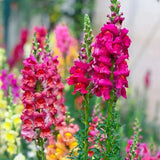 Mixed Color Cut Snapdragon flower Seeds