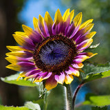 Girasol con forma de corazón morado y bordes verdes