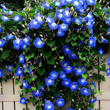 Hermosa enredadera trepadora Blue Morning Glory