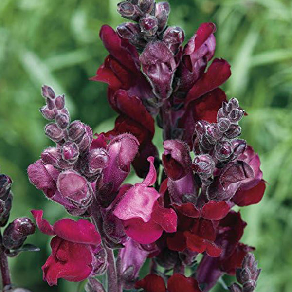 Semillas de la planta de flor de dragón Snap, fáciles de cultivar, perfectas para el jardín de primavera, Black Prince