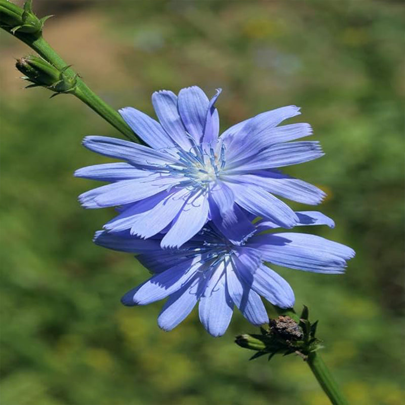 Perennial Chicory Flower Seeds for Planting