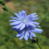Perennial Chicory Flower Seeds for Planting