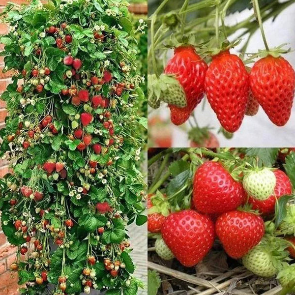 Strawberry Cream Seeds