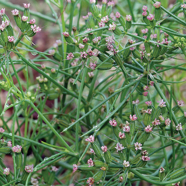 Cumin Herb Seed