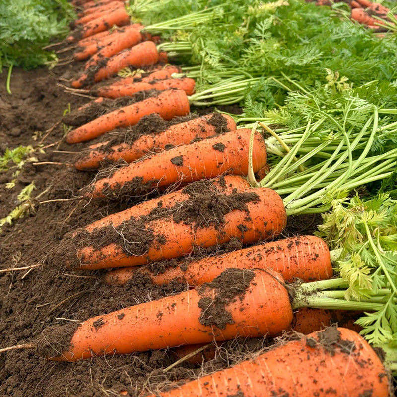 Mega-Root Orange Carrot Seeds
