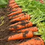Mega-Root Orange Carrot Seeds