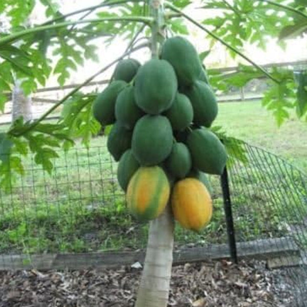 ¡Semillas de papaya Waimanalo enana muy raras y frescas! Planta de árboles frutales tropicales