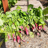 French Breakfast Radish Seeds