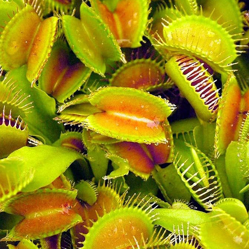 Fresh 2025 Giant Cross Venus Flytrap Seeds – Dionaea Muscipula (G17xG16/G17/DCXL) For Carnivorous Plant Enthusiasts