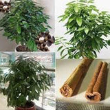 Cinnamon Treen Seeds Green