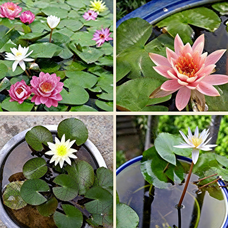 Mixed Bonsai Bowl Lotus Seeds