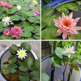 Mixed Bonsai Bowl Lotus Seeds