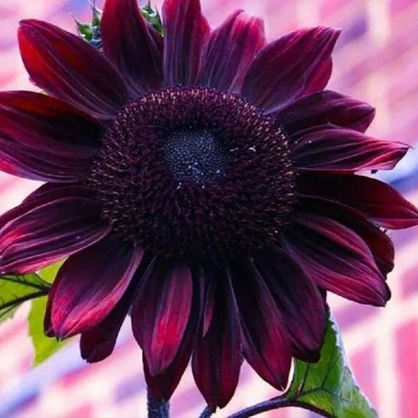 Exotic Chocolate Cherry Sunflowers Rare Garden Seeds