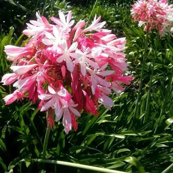 Agapanthus africanus 'pink'