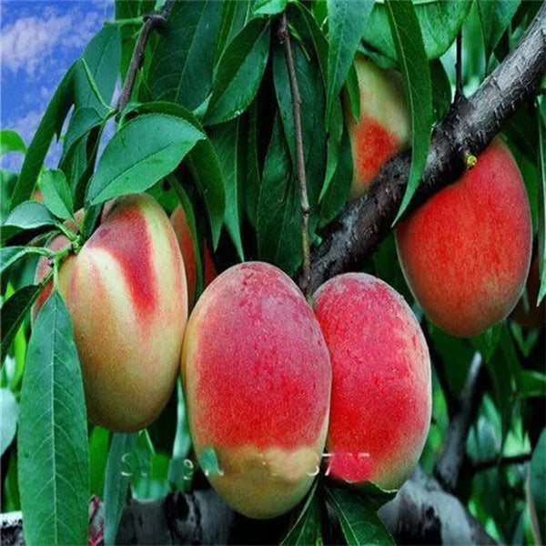 Elberta Peach tree seeds